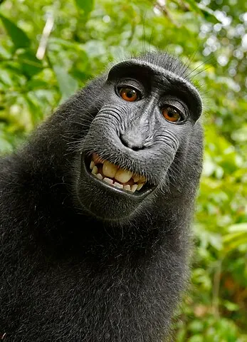 Selfie do macaco